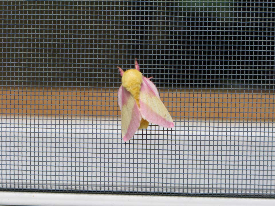 Yellow And Pink Moth.1 
